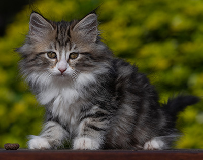 Rodica - 10 weeks old