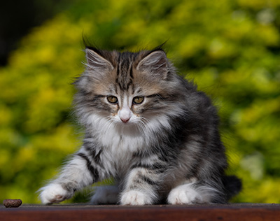 Rodica - 10 weeks old