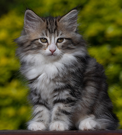 Rodica - 10 weeks old