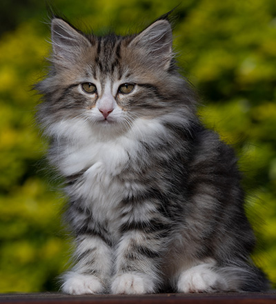 Rodica - 10 weeks old