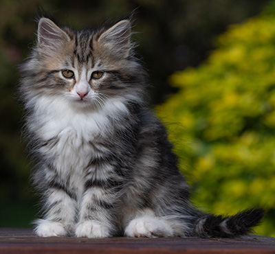 Rodica - 10 weeks old