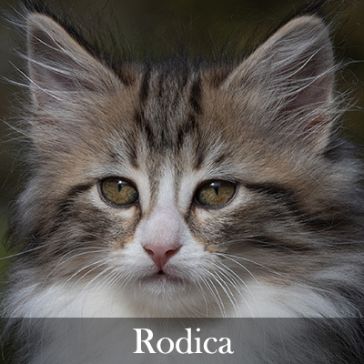 Rodica