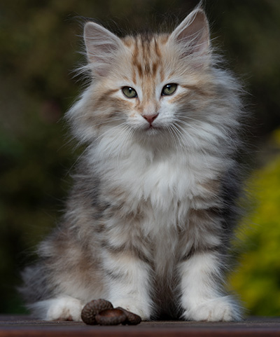 R'Windsor - 10 weeks old