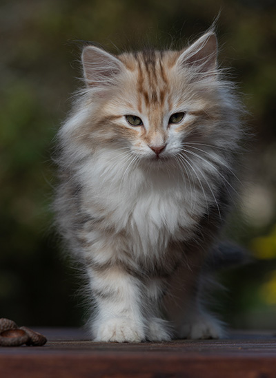 R'Windsor - 10 weeks old