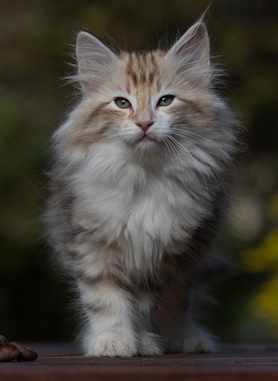 R'Windsor - 10 weeks old