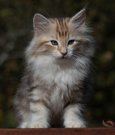 R'Windsor - 10 weeks old