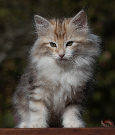 R'Windsor - 10 weeks old