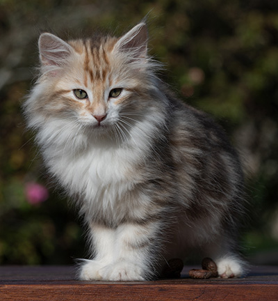 R'Windsor - 10 weeks old