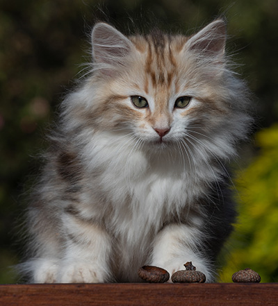 R'Windsor - 10 weeks old