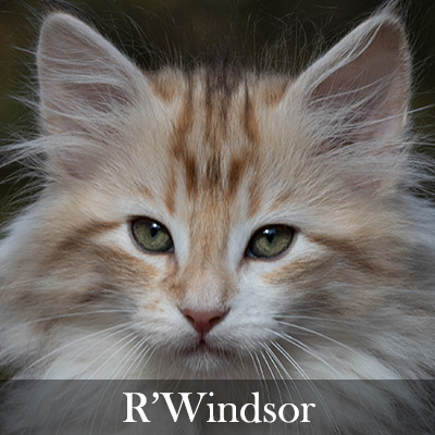 R'Windsor