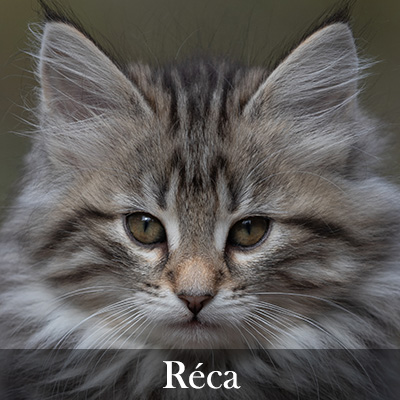 Réca