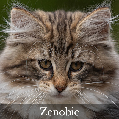 Zenobie