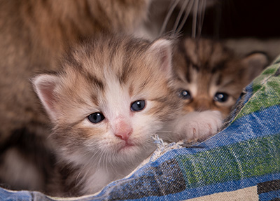 Zenon - 3 weeks old