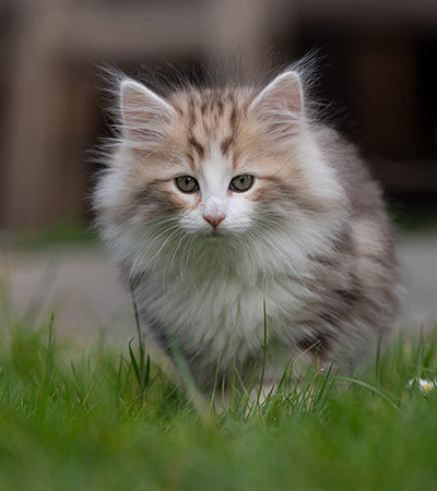 Zenon - 9 weeks old