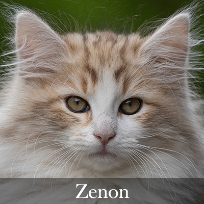 Zenon