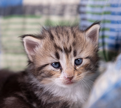 Zofia - 3 weeks old