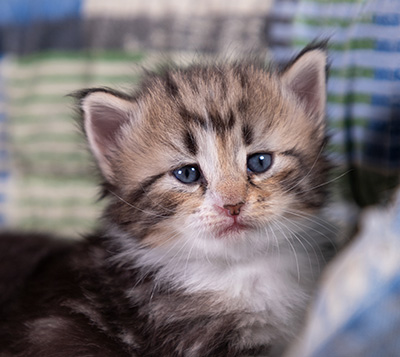 Zofia - 3 weeks old