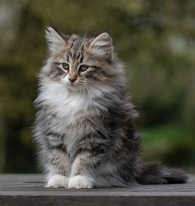 Zofia - 9 weeks old