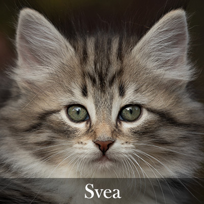 Svea