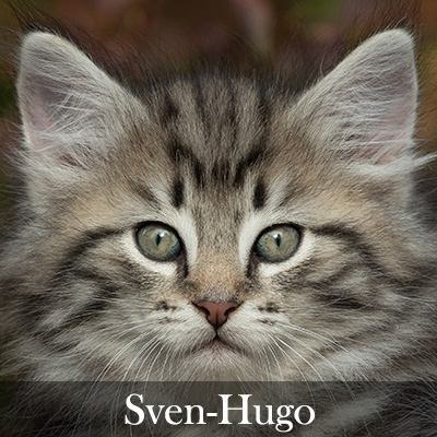 Sven-Hugo