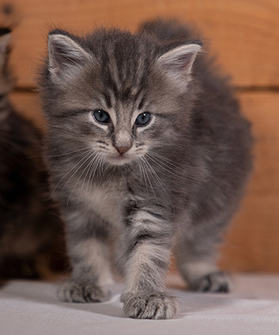 Tiffany - 4 weeks old