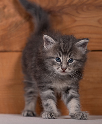 Tiffany - 4 weeks old