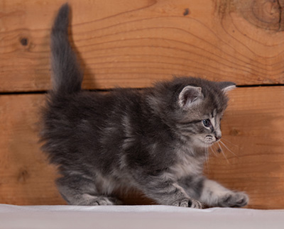Tiffany - 4 weeks old