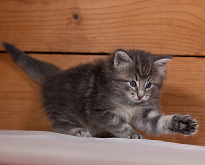 Tiffany - 4 weeks old
