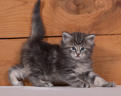 Tiffany - 4 weeks old