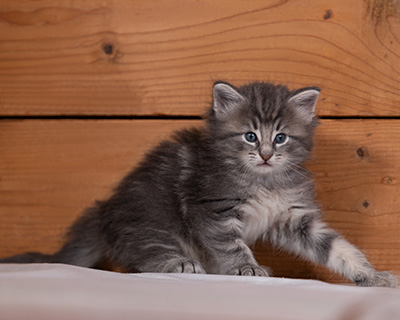 Tiffany - 4 weeks old