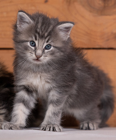 Tiffany - 4 weeks old