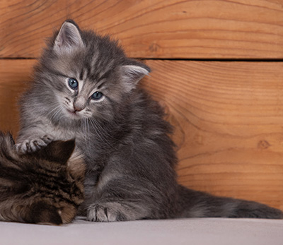 Tiffany - 4 weeks old