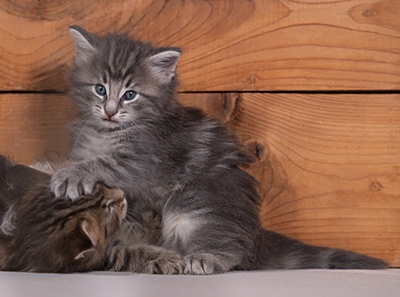 Tiffany - 4 weeks old