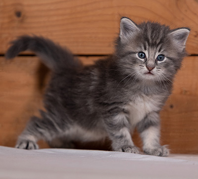 Tiffany - 4 weeks old