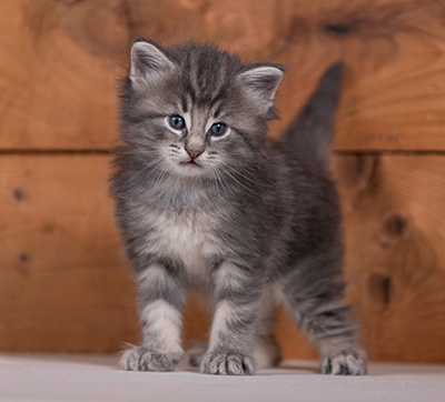 Tiffany - 4 weeks old