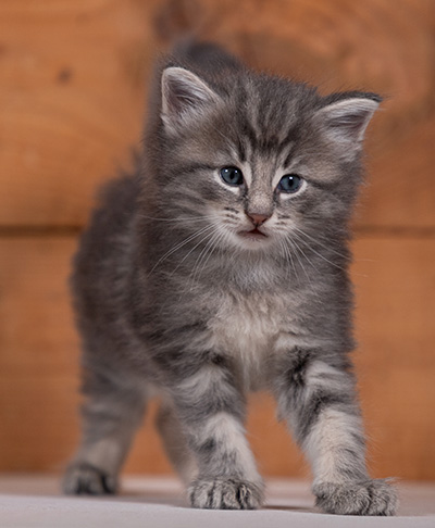 Tiffany - 4 weeks old