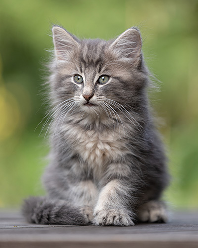Tiffany - 8 weeks old