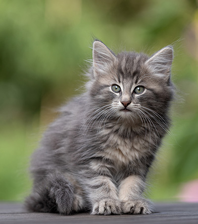 Tiffany - 8 weeks old