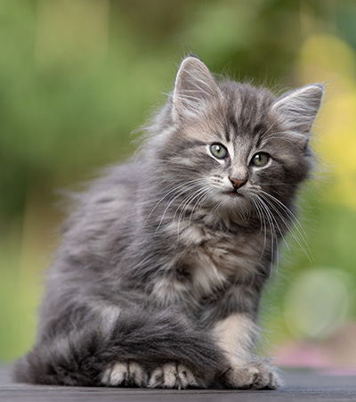 Tiffany - 8 weeks old