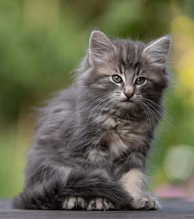 Tiffany - 8 weeks old