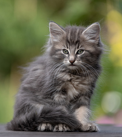 Tiffany - 8 weeks old