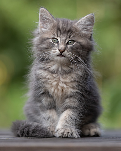 Tiffany - 8 weeks old