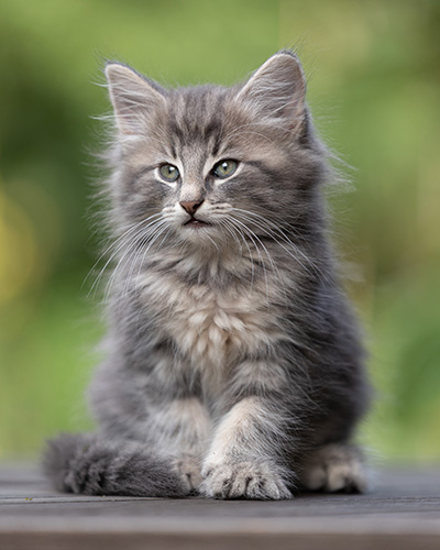 Tiffany - 8 weeks old