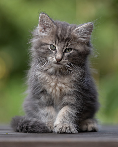Tiffany - 8 weeks old