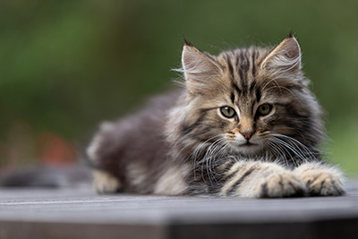 Tryphon - 12 weeks old