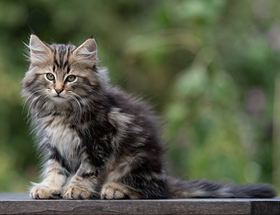 Tryphon - 12 weeks old