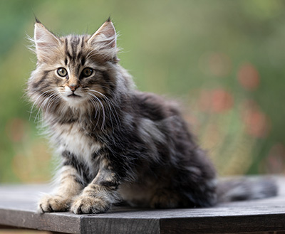 Tryphon - 12 weeks old