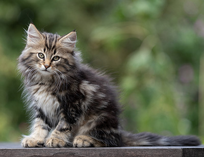 Tryphon - 12 weeks old
