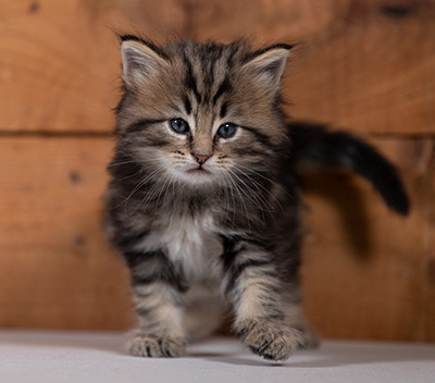Tryphon - 4 weeks old