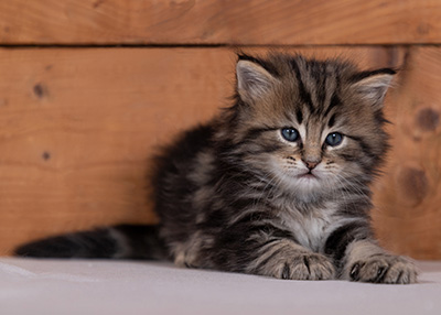 Tryphon - 4 weeks old
